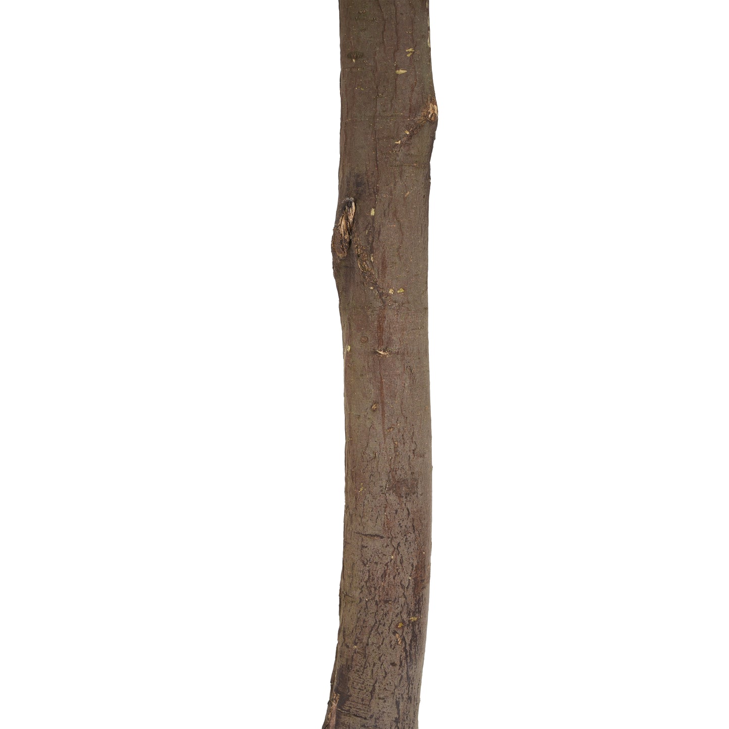 Aeron 49" Artificial Topiary Bay Tree Ball with Black Plastic Pot - 2pcs